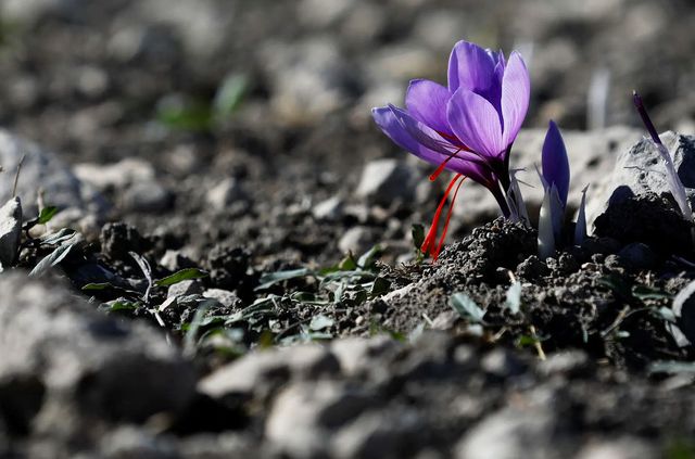 Як вирощують найдорожчу в світі спецію - фото 351027