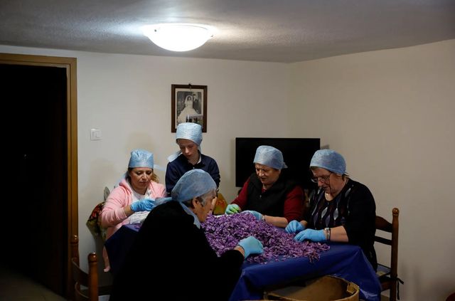 Як вирощують найдорожчу в світі спецію - фото 351028