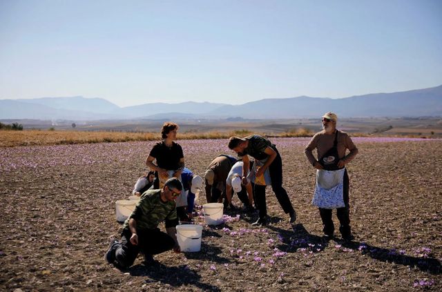 Як вирощують найдорожчу в світі спецію - фото 351029