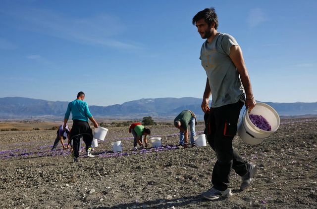 Як вирощують найдорожчу в світі спецію - фото 351030