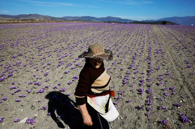 Як вирощують найдорожчу в світі спецію - фото 351033