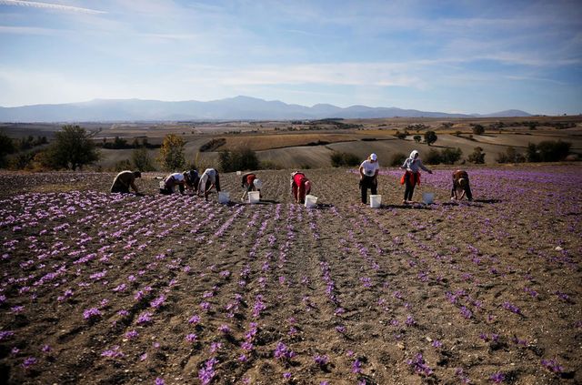 Як вирощують найдорожчу в світі спецію - фото 351034