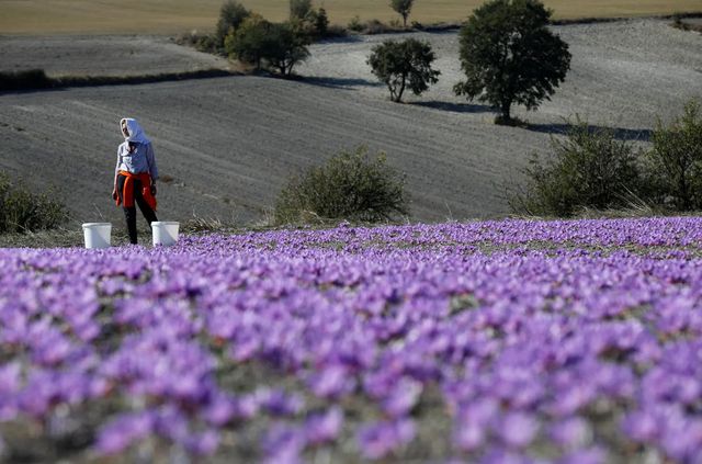 Як вирощують найдорожчу в світі спецію - фото 351035