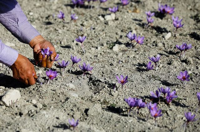 Як вирощують найдорожчу в світі спецію - фото 351036