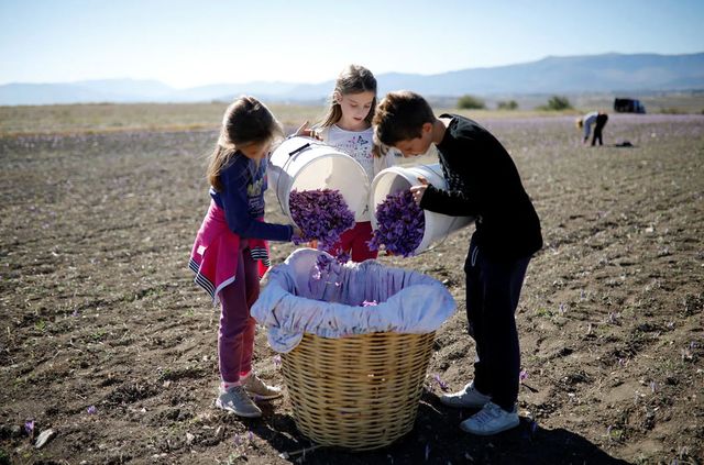 Як вирощують найдорожчу в світі спецію - фото 351037