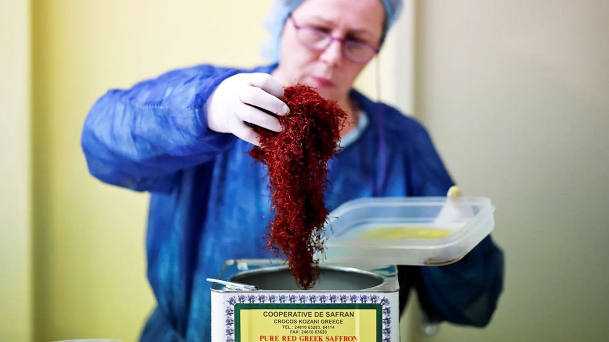 Як вирощують найдорожчу в світі спецію