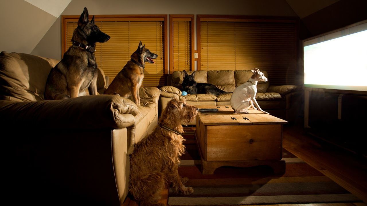 Чому собаки люблять дивитися телевізор - фото 1