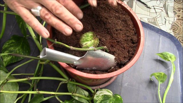 Кавова гуща: нестандартні способи використання у побуті - фото 351665