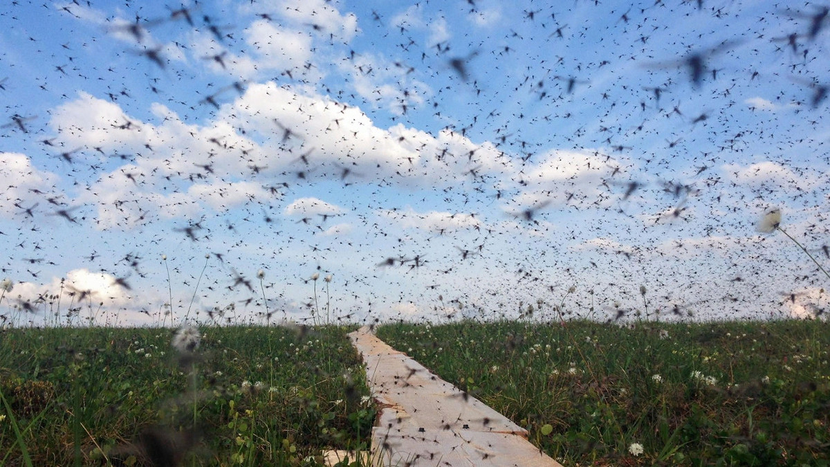 Жоден комар не пройде: вчені придумали одяг, який відлякує комах - фото 1