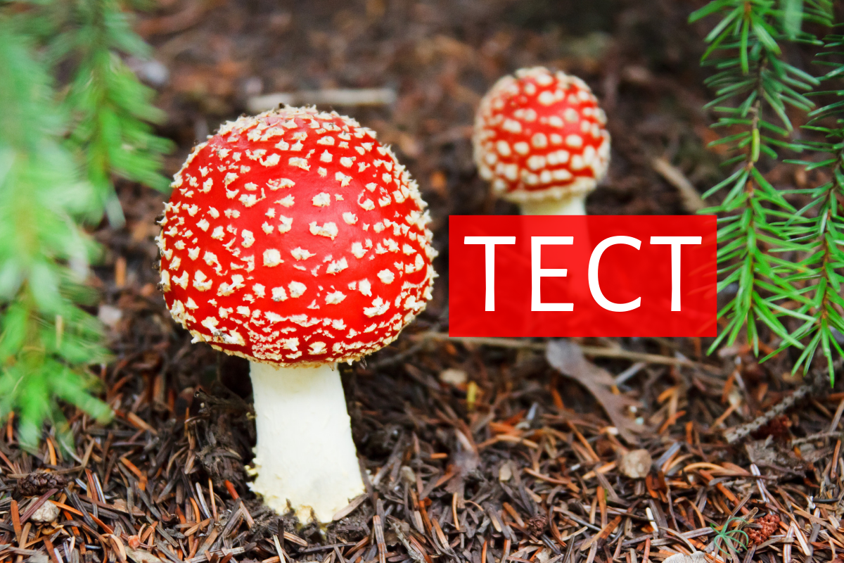 як визначити отруйний гриб - фото 1