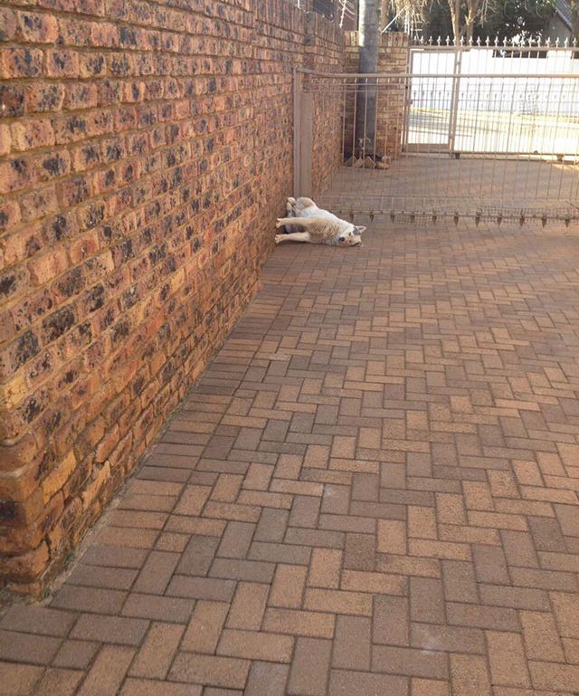 soniakaponia - фото 352029