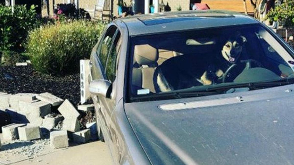 Собака викрав авто - фото 1