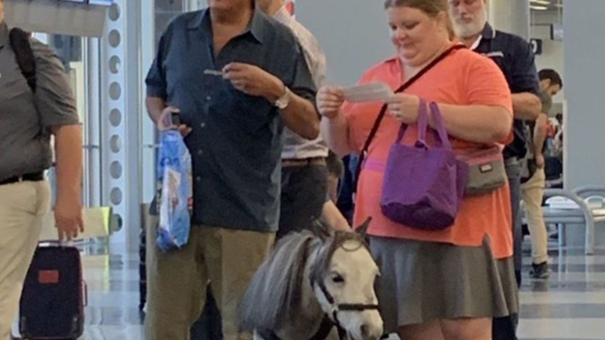 Жінка взяла в літак поні - фото 1