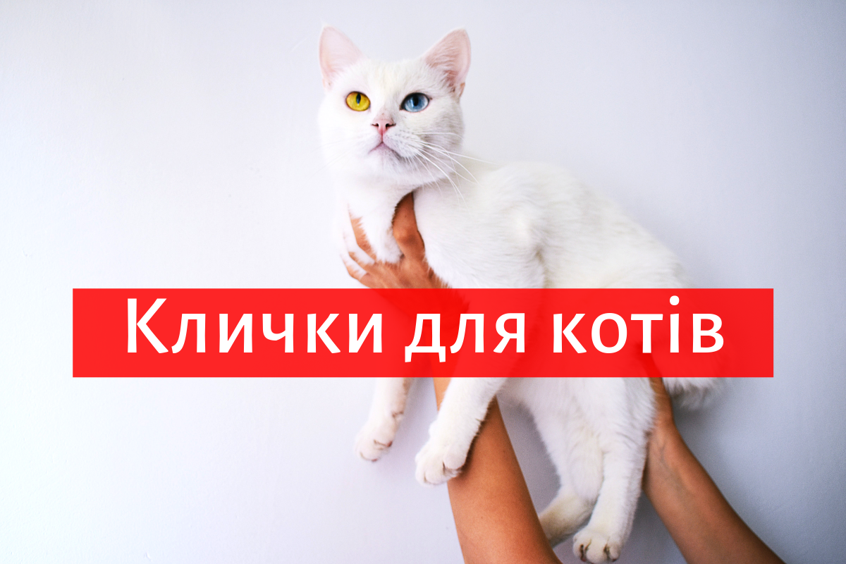 як назвати кота - фото 1