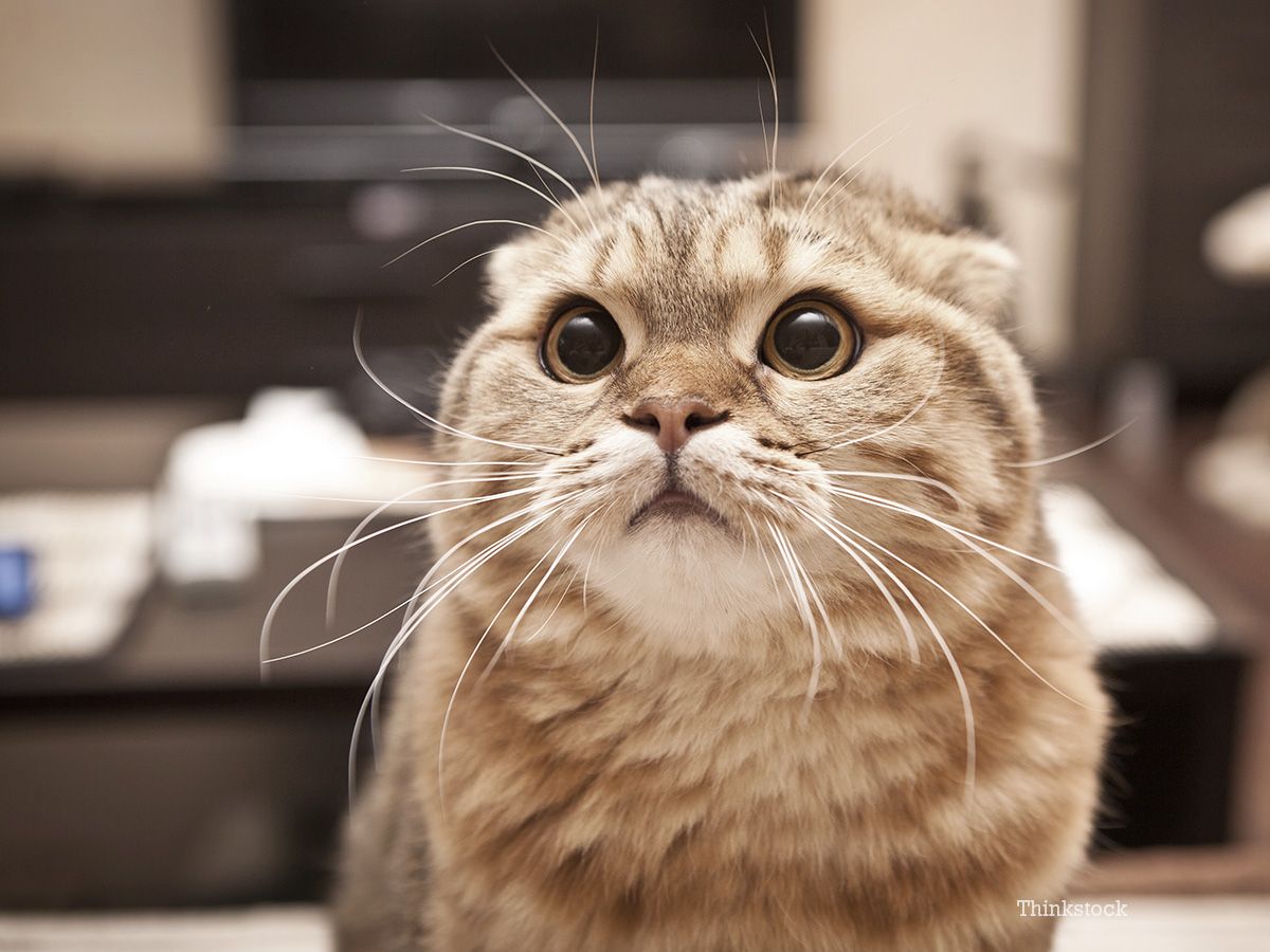 Пухнастики загрожують іншим істотам - фото 1