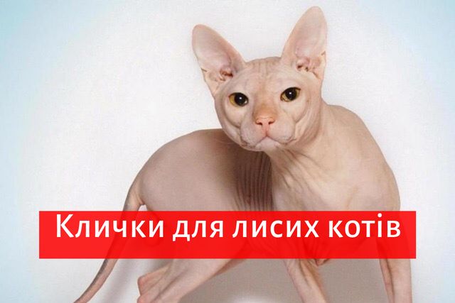 Клички для котів і кішок: прикольні імена, як назвати улюбленця - фото 352990