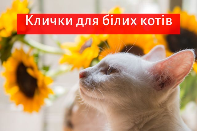 Клички для котів і кішок: прикольні імена, як назвати улюбленця - фото 352991