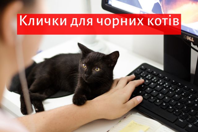 Клички для котів і кішок: прикольні імена, як назвати улюбленця - фото 352992