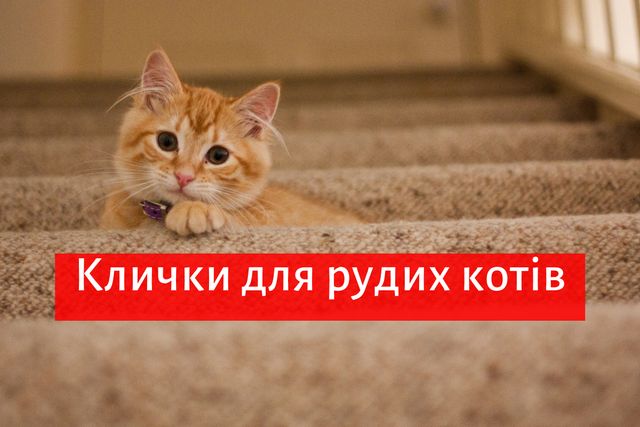 Клички для котів і кішок: прикольні імена, як назвати улюбленця - фото 352994