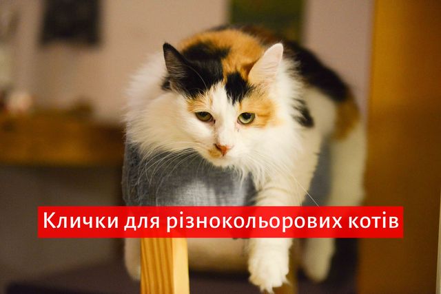 Клички для котів і кішок: прикольні імена, як назвати улюбленця - фото 352995