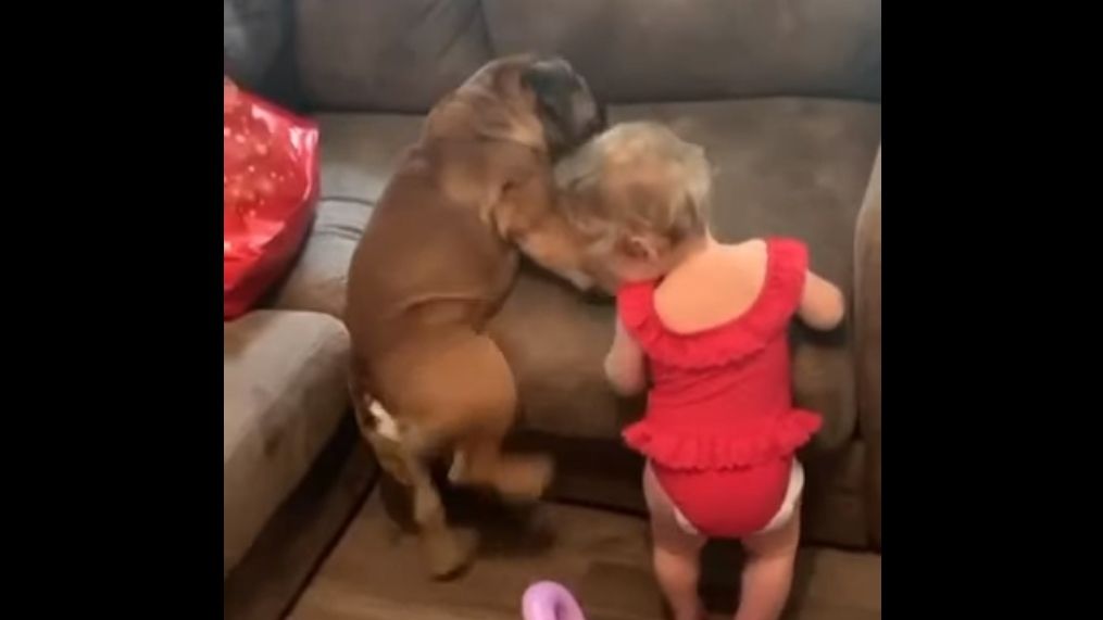 Підкорення дивану: смішне відео про маля і бульдога підірвало мережу