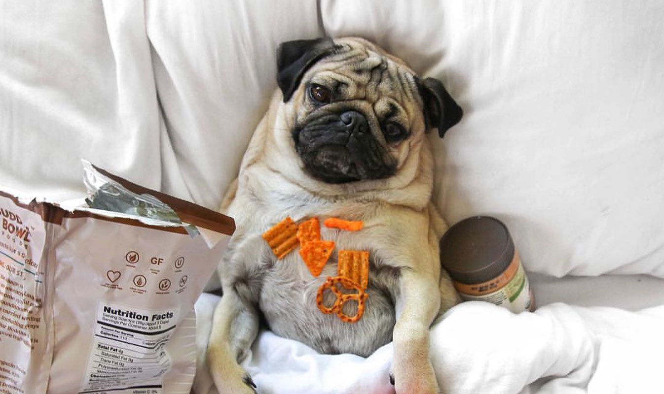 Науковці виявили ген лінощів: тепер усе ясно