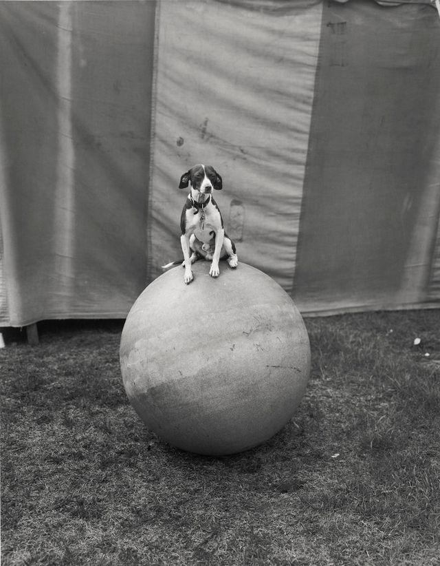 Заради цих знімків фотограф подорожував з бродячим цирком - фото 353233