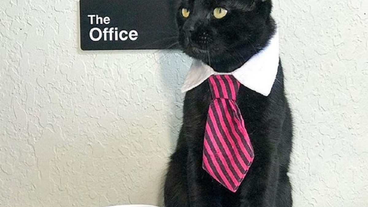 Як виглядають коти у краватках - фото 1
