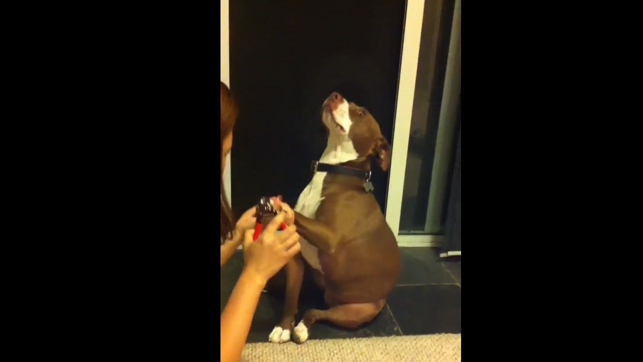 Ще той актор: пес театрально втратив свідомість і став зіркою мережі (відео)