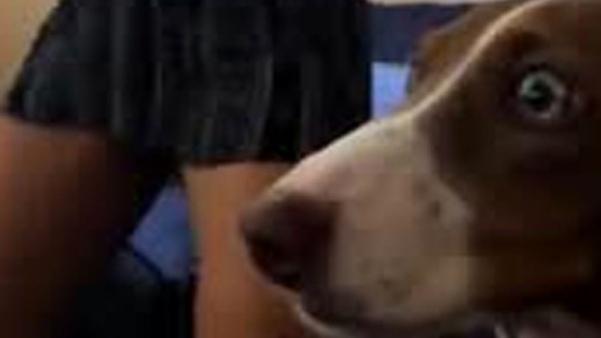 Непристойний танець жінки шокував її собаку: смішне відео