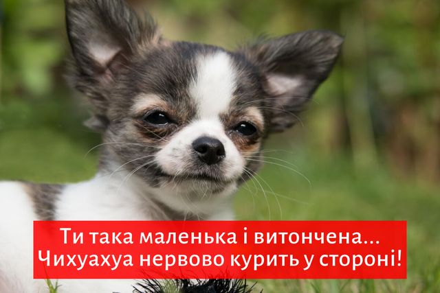 ТОП 15 прикольних компліментів, які сподобаються жінкам з почуттям гумору - фото 354339