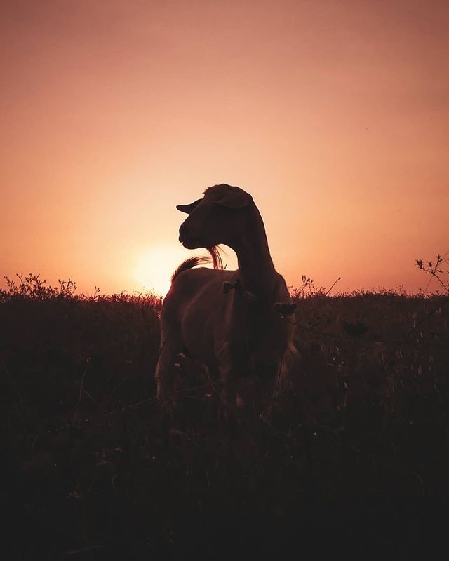 Студент робить на смартфон ефектні фото Туреччини - фото 354383