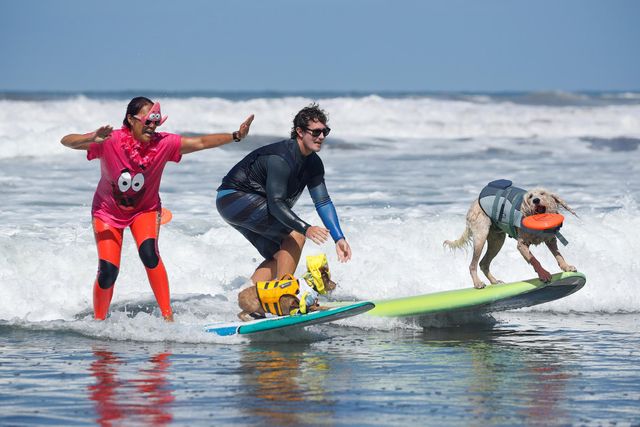 Дивіться, як у Каліфорнії собаки займаються серфінгом - фото 354596