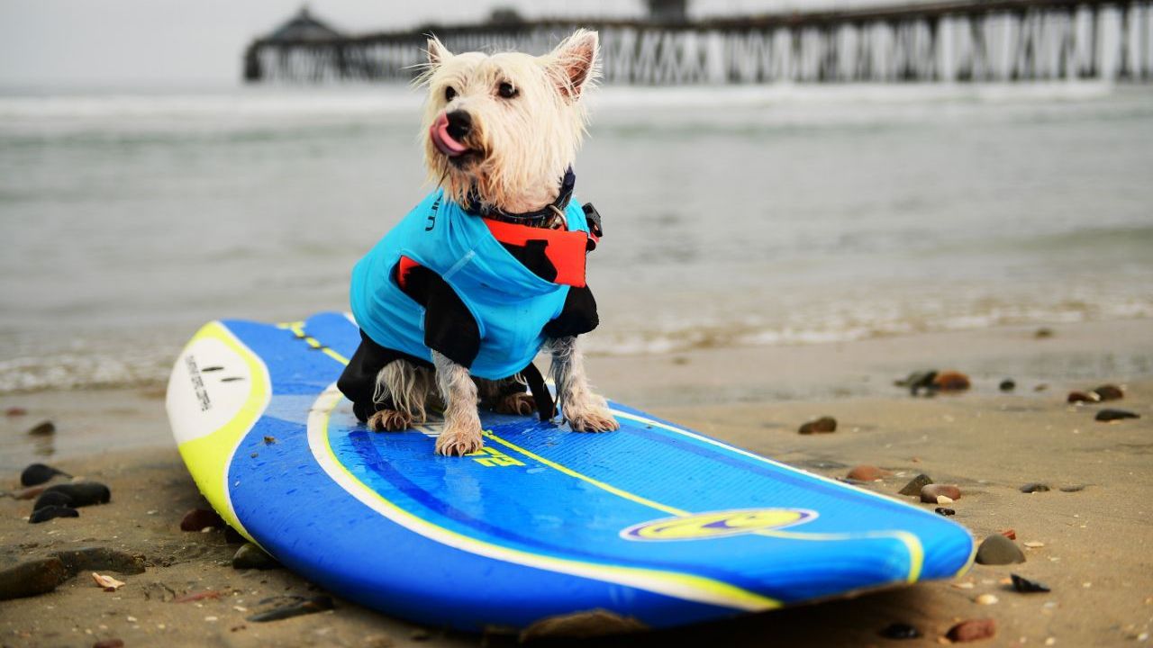 Дивіться, як у Каліфорнії собаки займаються серфінгом