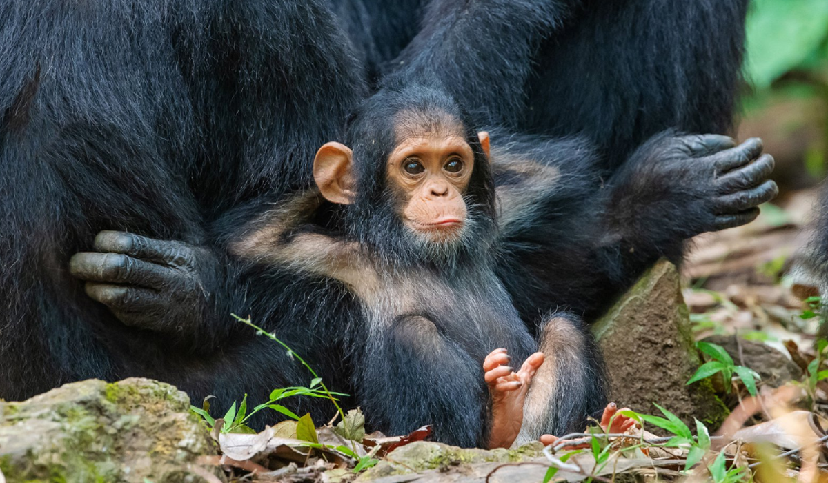 Мавпа на розслабоні - фото 1
