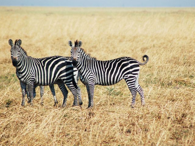 Забарвлення рятує зебр під час бігу - фото 355029