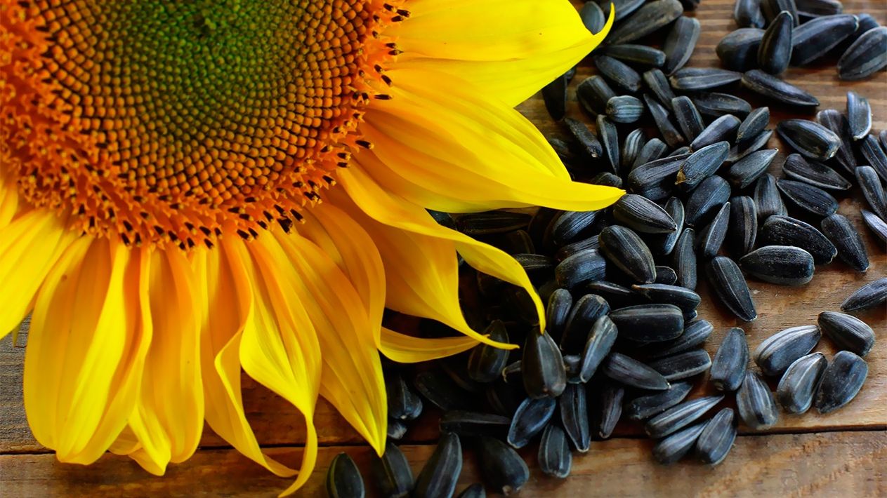 Пригорща цього насіння містить добову норму вітаміну Е