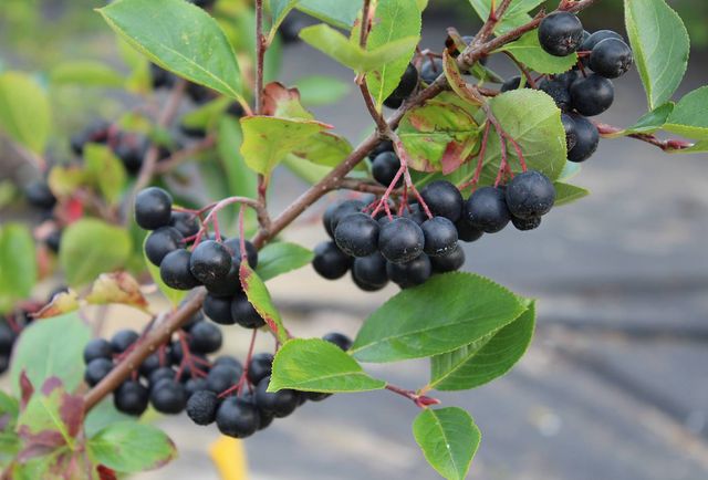 18 вересня 2019 – яке сьогодні свято: традиції, заборони і прикмети - фото 355622