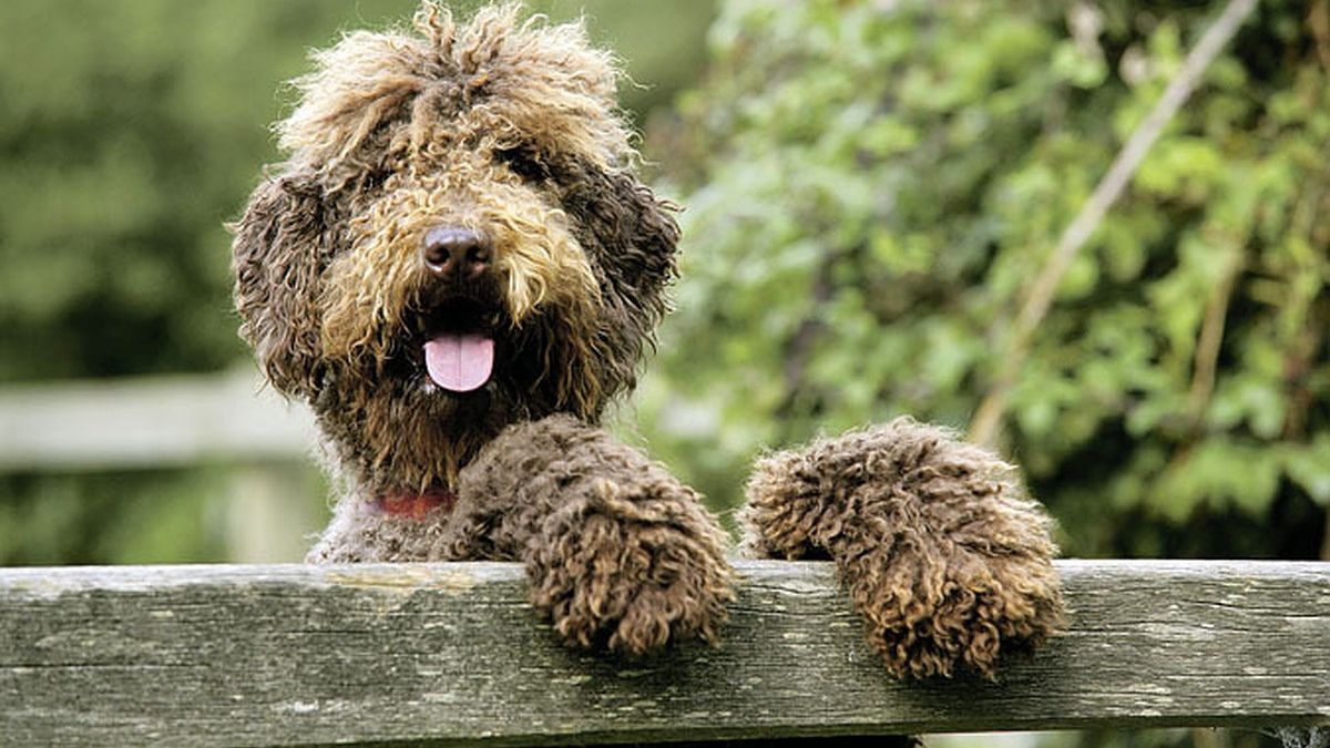 Собака, який розіграв свого господаря, став зіркою мережі: веселе відео