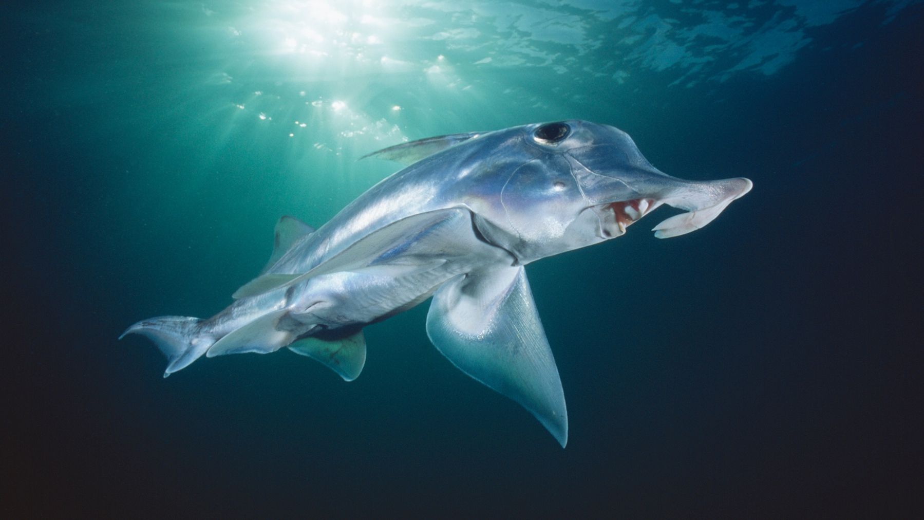 Науковці вперше змогли зняти на відео акулу-примару