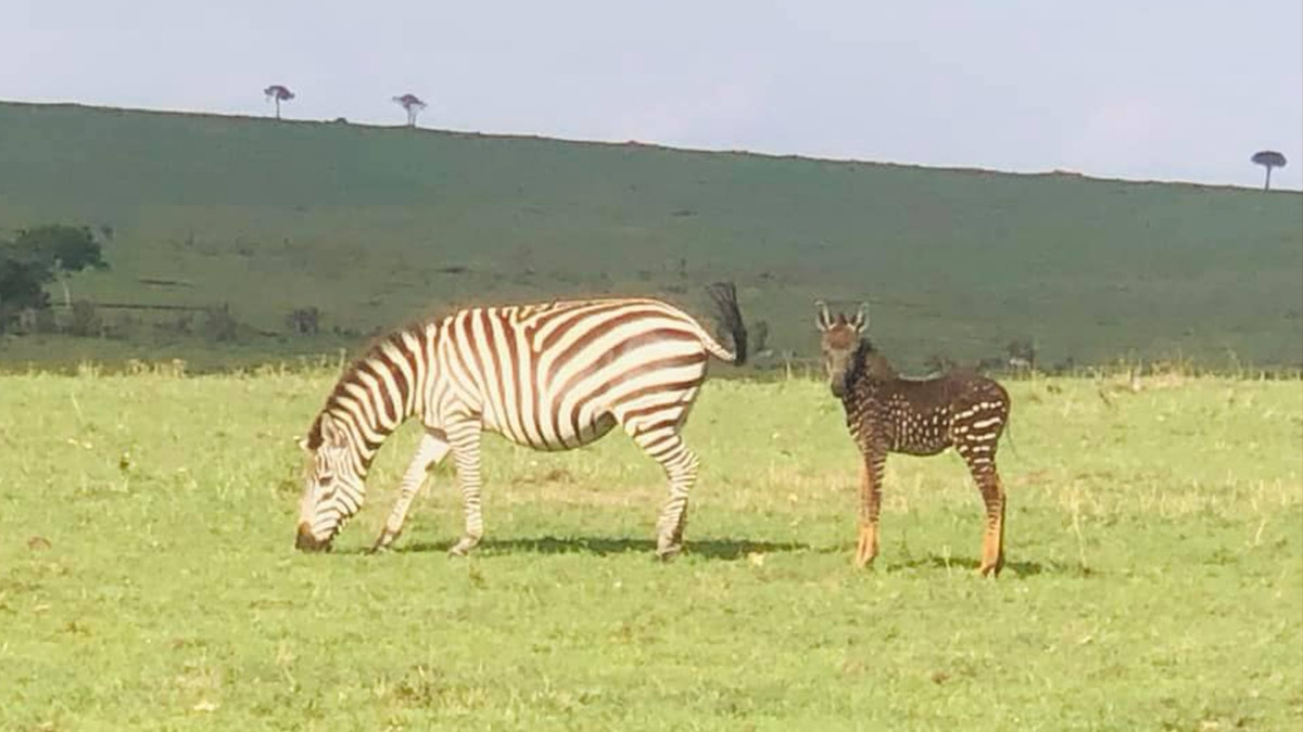 У Кенії народилася унікальна зебра - фото 1