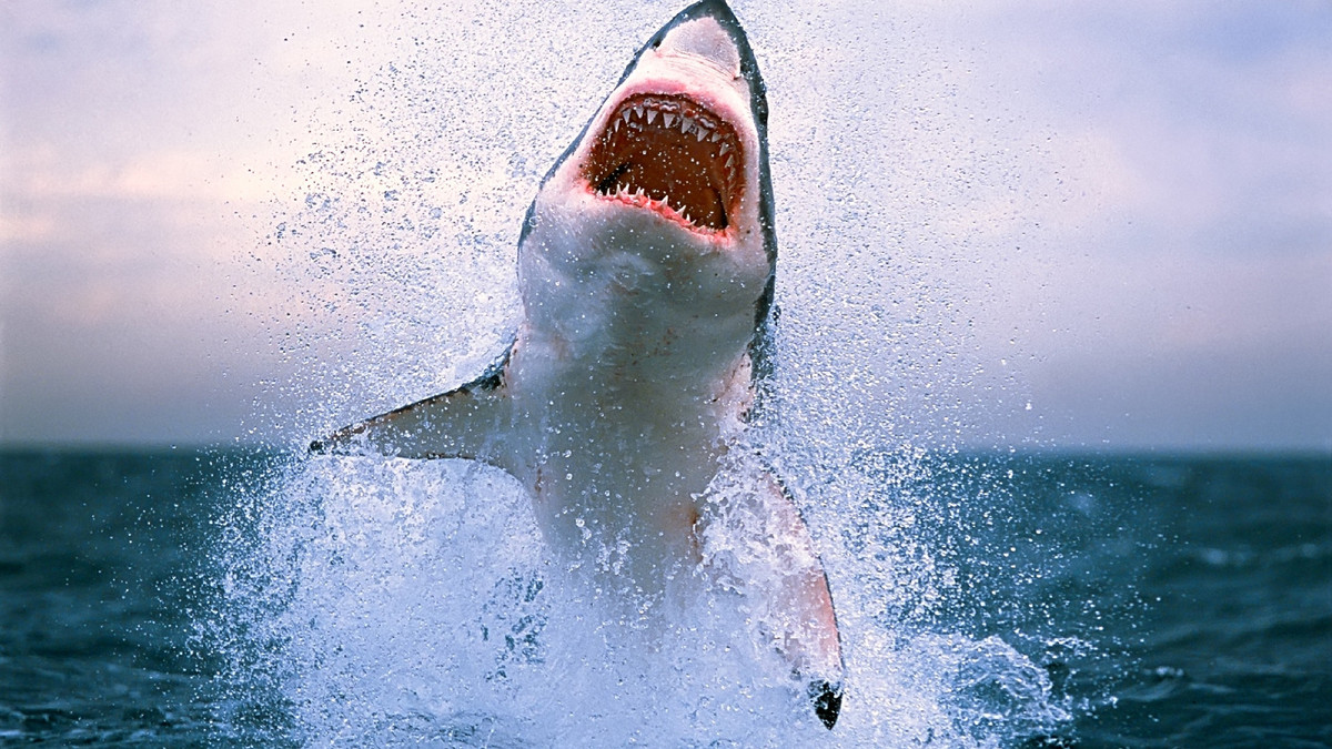 Полювання акули попало на відео - фото 1