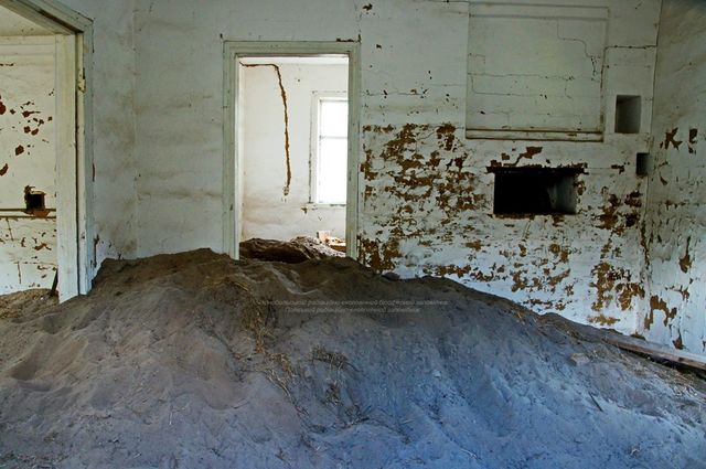 Фотограф показав нових мешканців зони Чорнобильської АЕС: фото - фото 356244