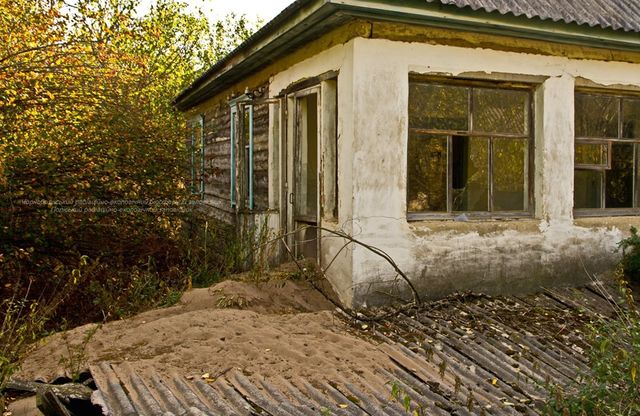 Фотограф показав нових мешканців зони Чорнобильської АЕС: фото - фото 356245