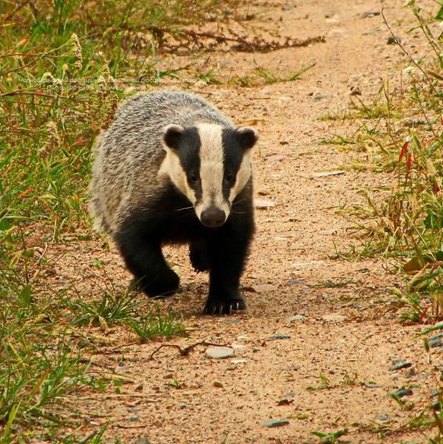 Фотограф показав нових мешканців зони Чорнобильської АЕС: фото - фото 356246