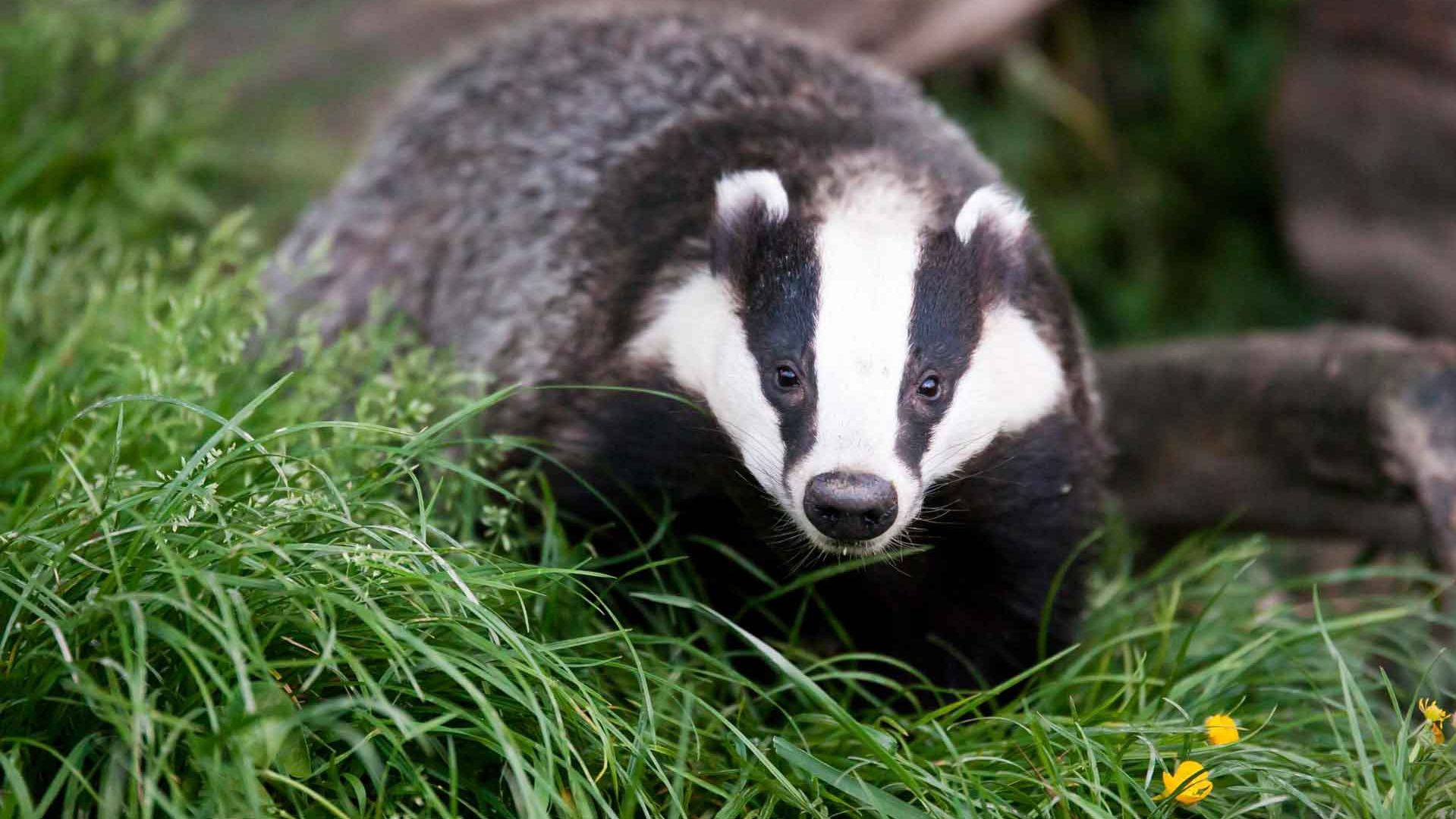 Фотограф показав нових мешканців зони Чорнобильської АЕС: фото