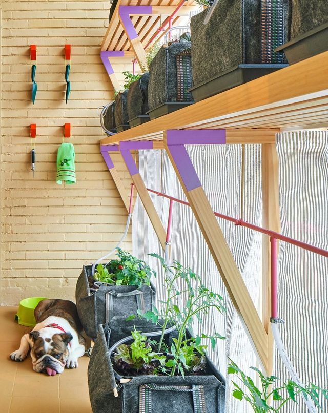 Ця незвичайна квартира у Мадриді має власний крихітний город: фото - фото 356433