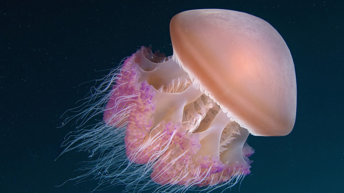 Медузи - фото 1