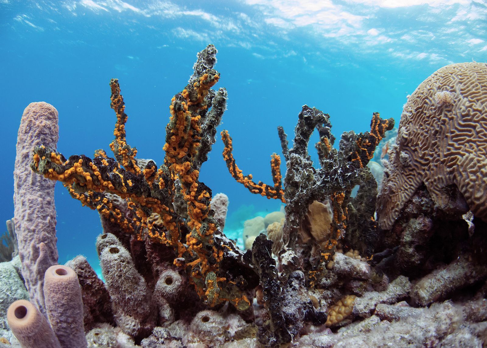 Коралові рифи відновлюватимуть за допомогою 3D-друку - фото 1