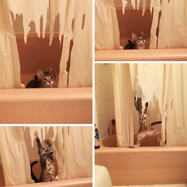 Чим займаються домашні улюбленці, коли ніхто не бачить - фото 356945